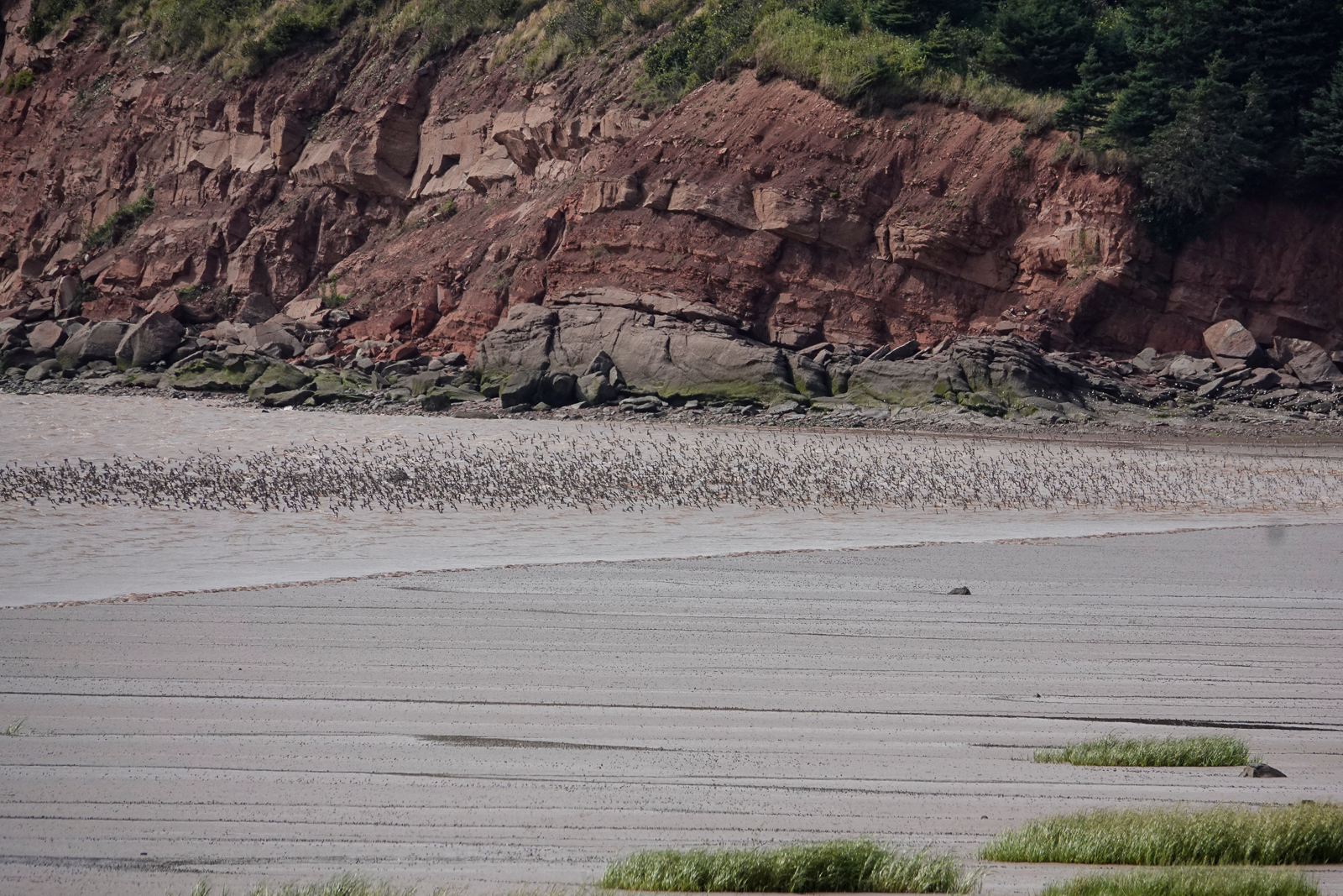 thousands of semipalmated sandpipers, Johnson Mills, NB