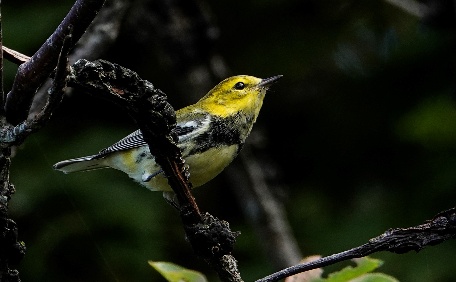 Black-throated Green Warbler