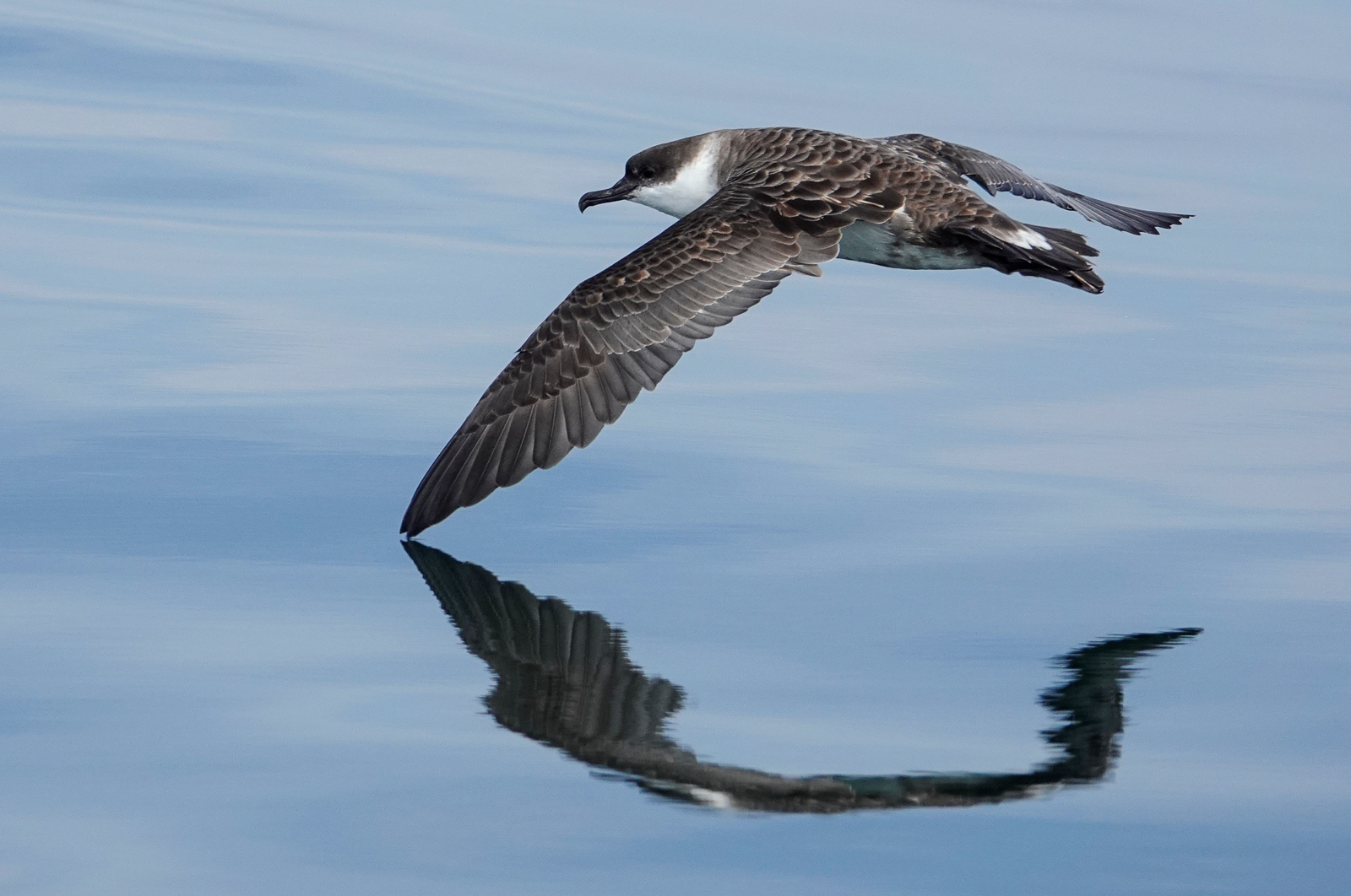Great Shearwater