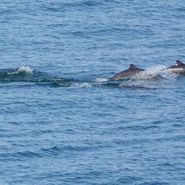 Harbour Porpoises much in evidence on the ferry crossing