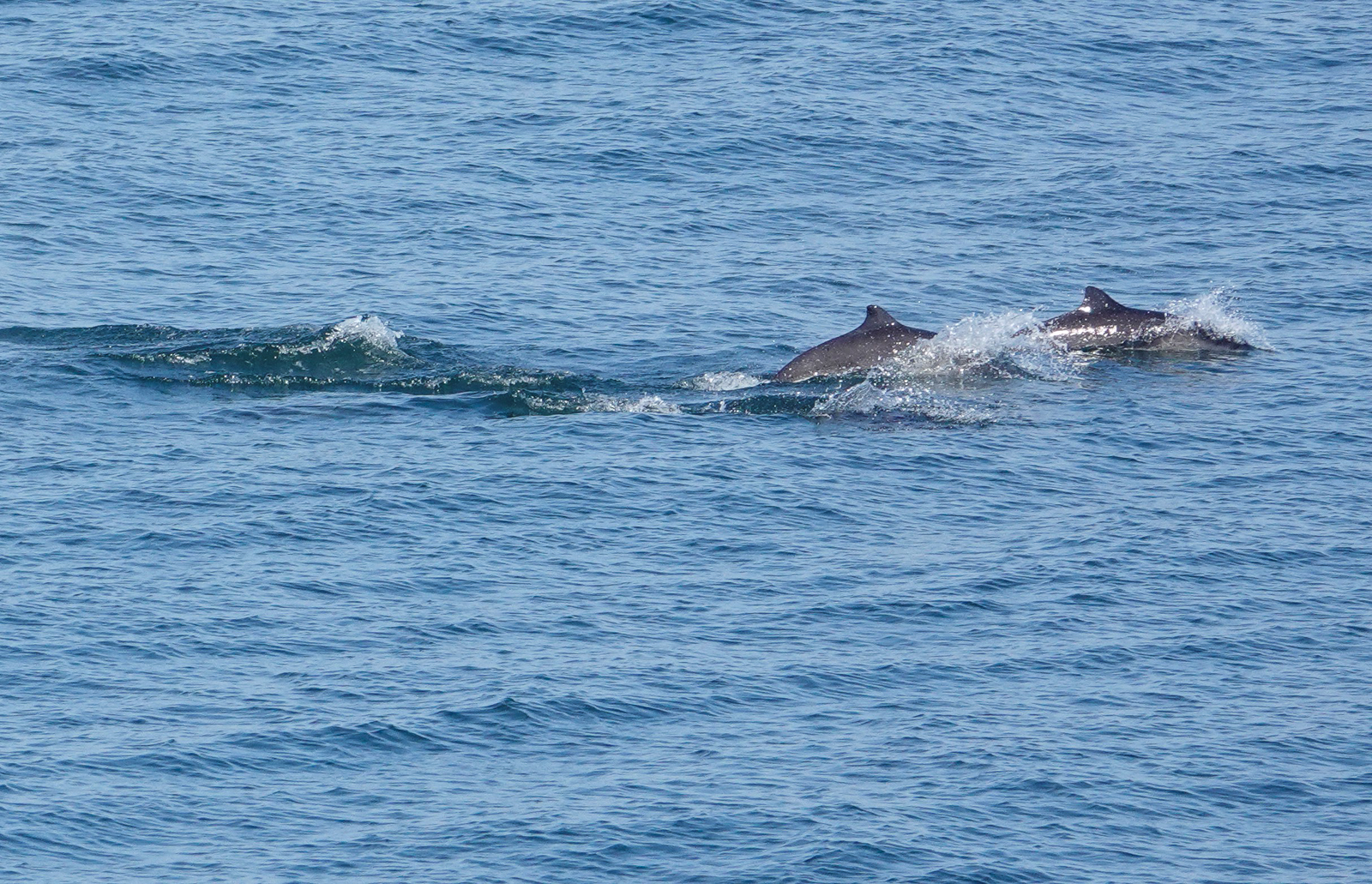 Harbour Porpoises much in evidence on the ferry crossing