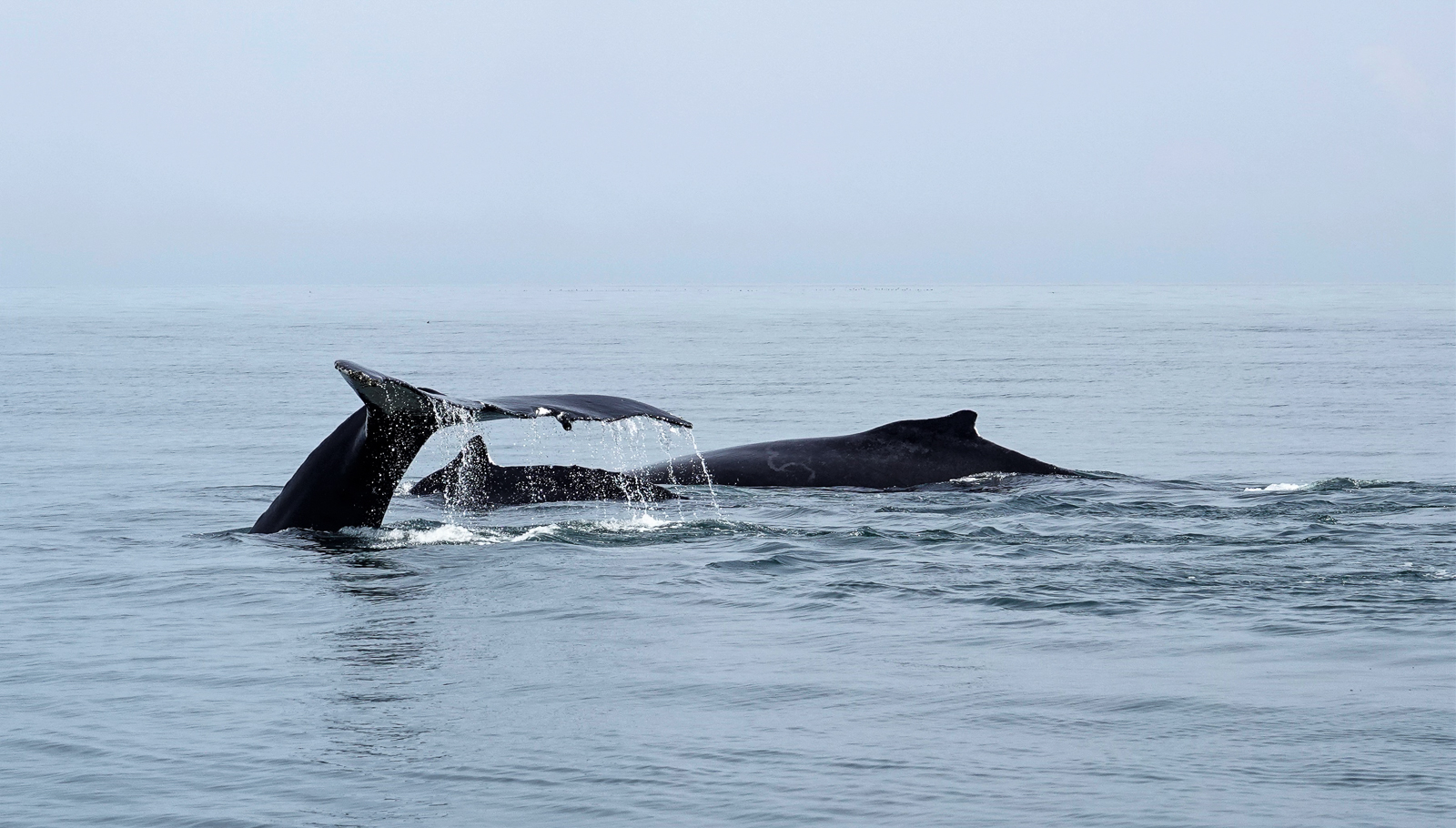 Humpback Whales east of Grand Manan