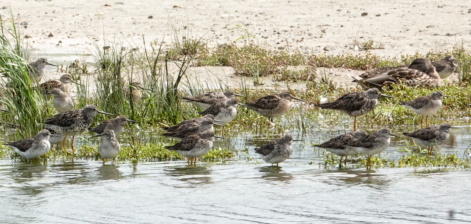 Yellowlegs and Dowitchers
