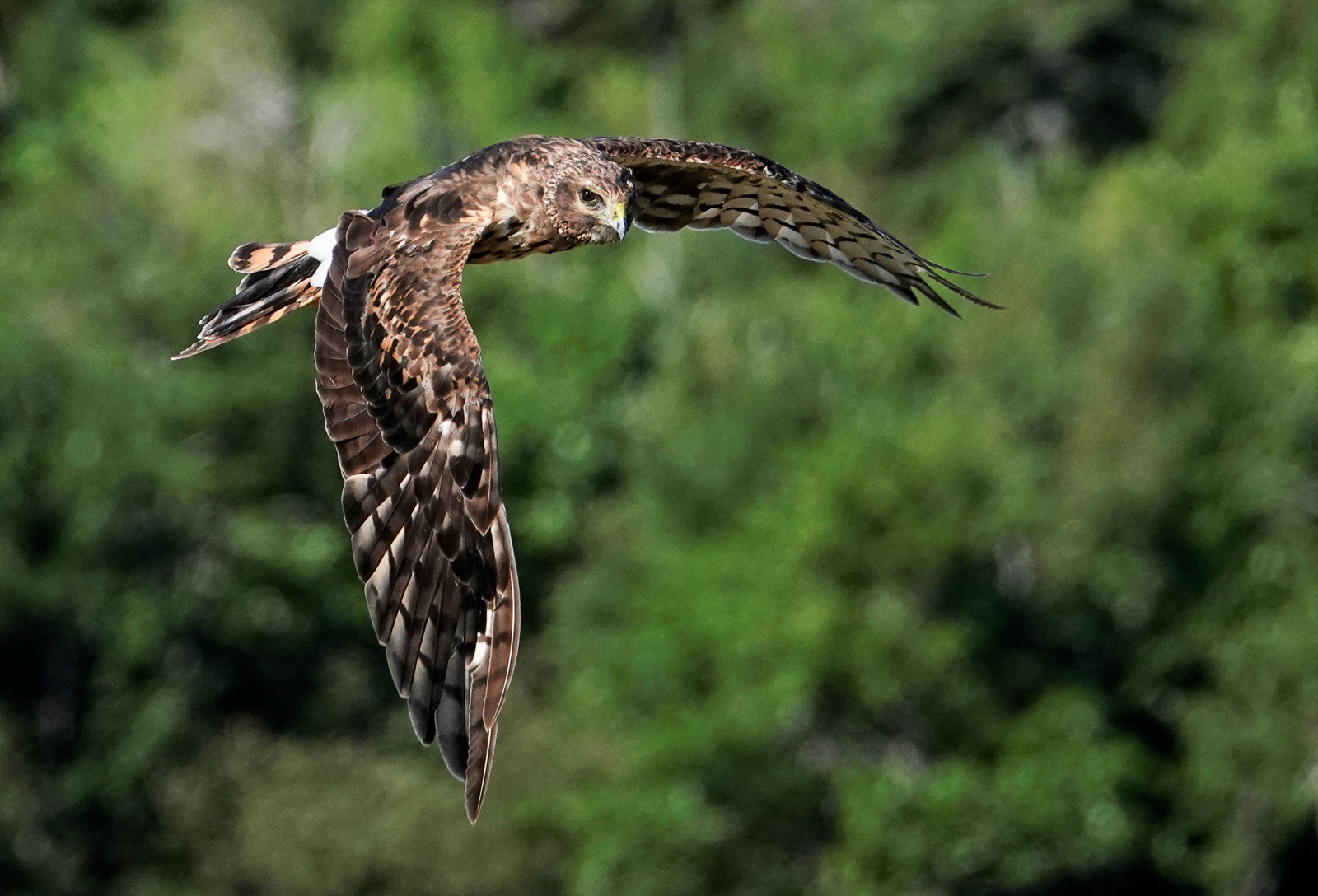 Northern Harrier at the Saltmarsh at Kouchibouguac National Park