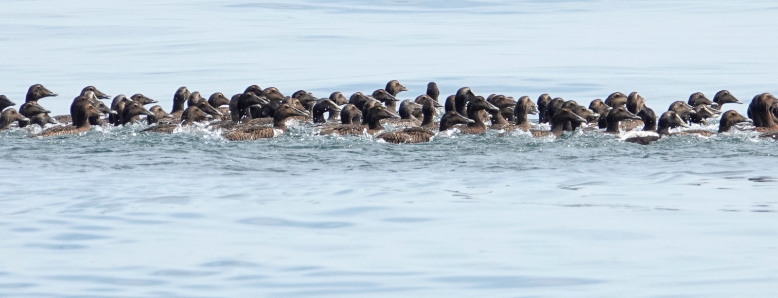 Raft of flightless moulting Common Eiders