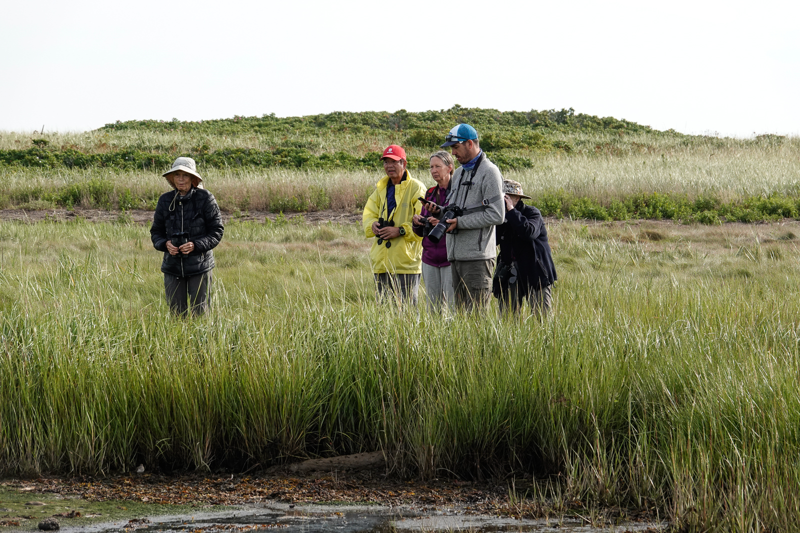 Searching for Nelson’s Sparrow at Castallia