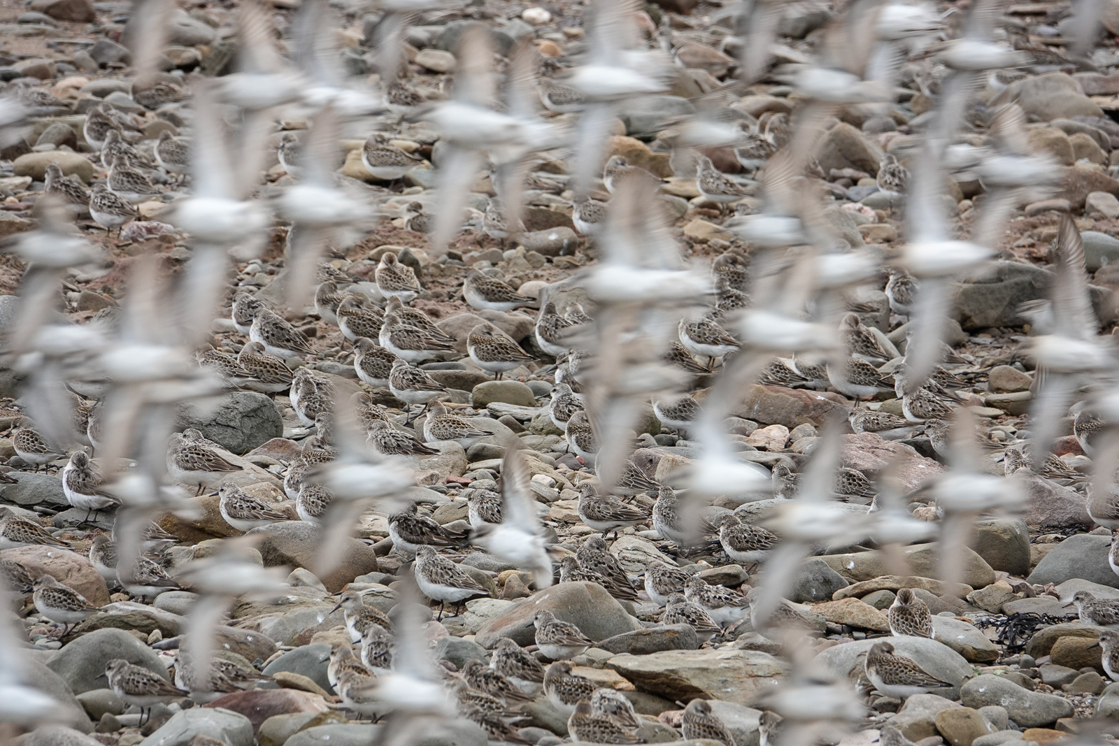 Semipalmated Sandpipers massing on the beach at Johnsons Mill