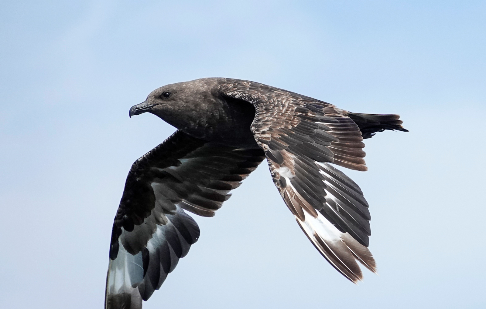 South Polar Skua east of Grand Manan