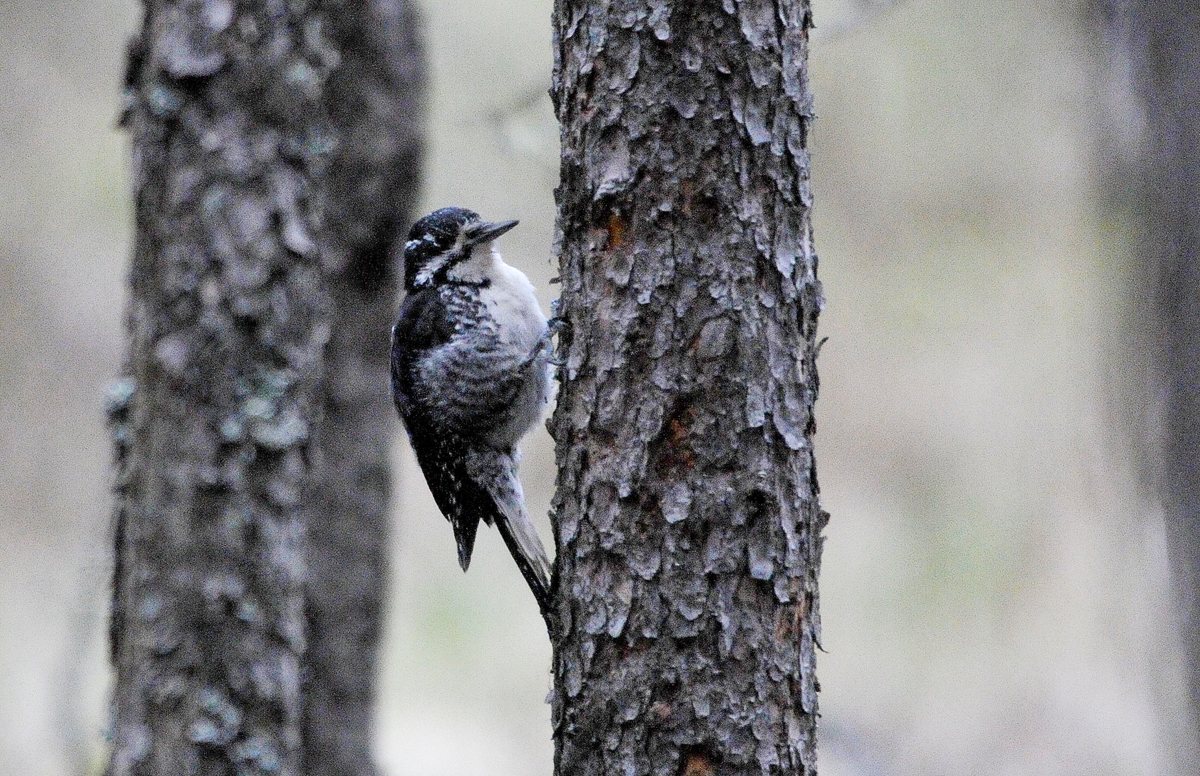 Three-toed Woodpecker 