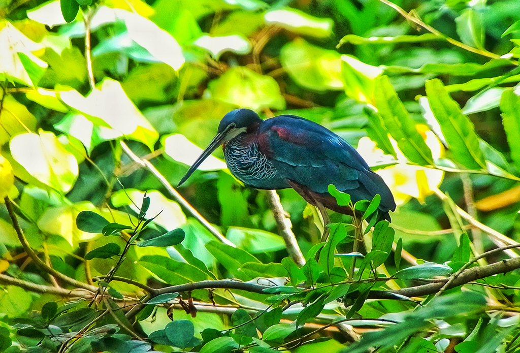 Agami Heron