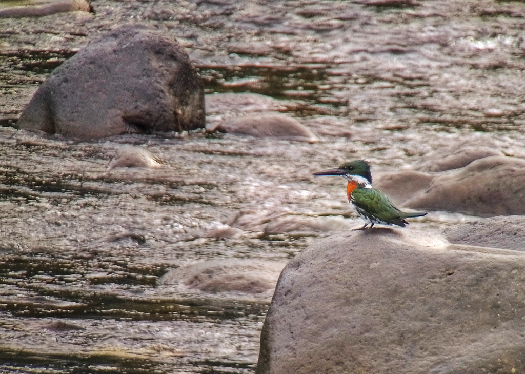 Amazon Kingfisher