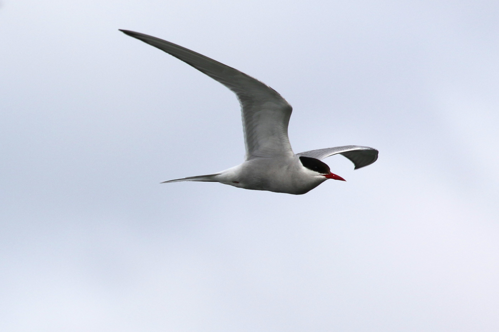 Arctic Tern in flight