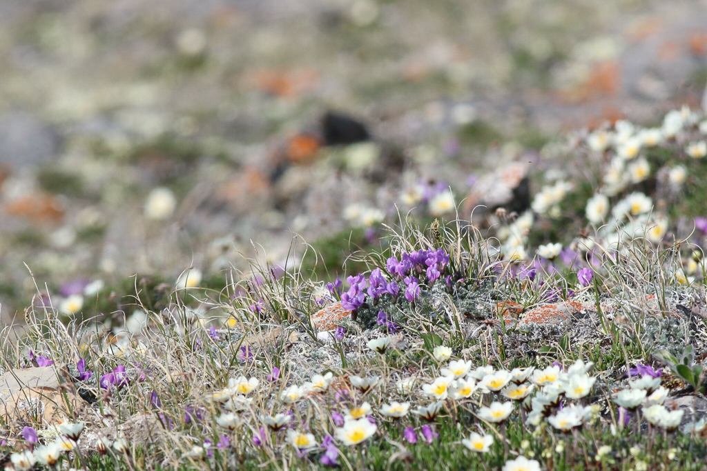 Arctic wildflowers