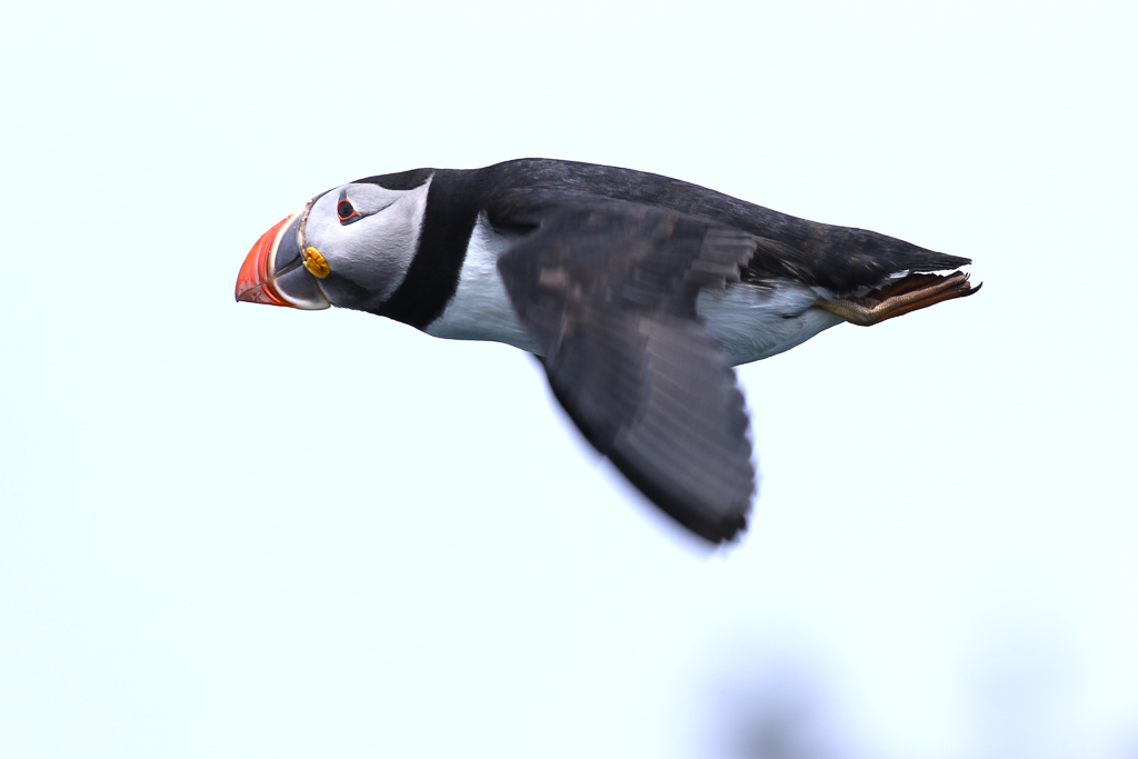 Atlantic Puffin