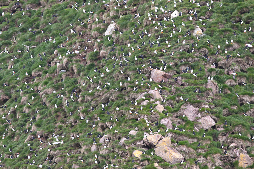 Atlantic Puffins at nest burrows