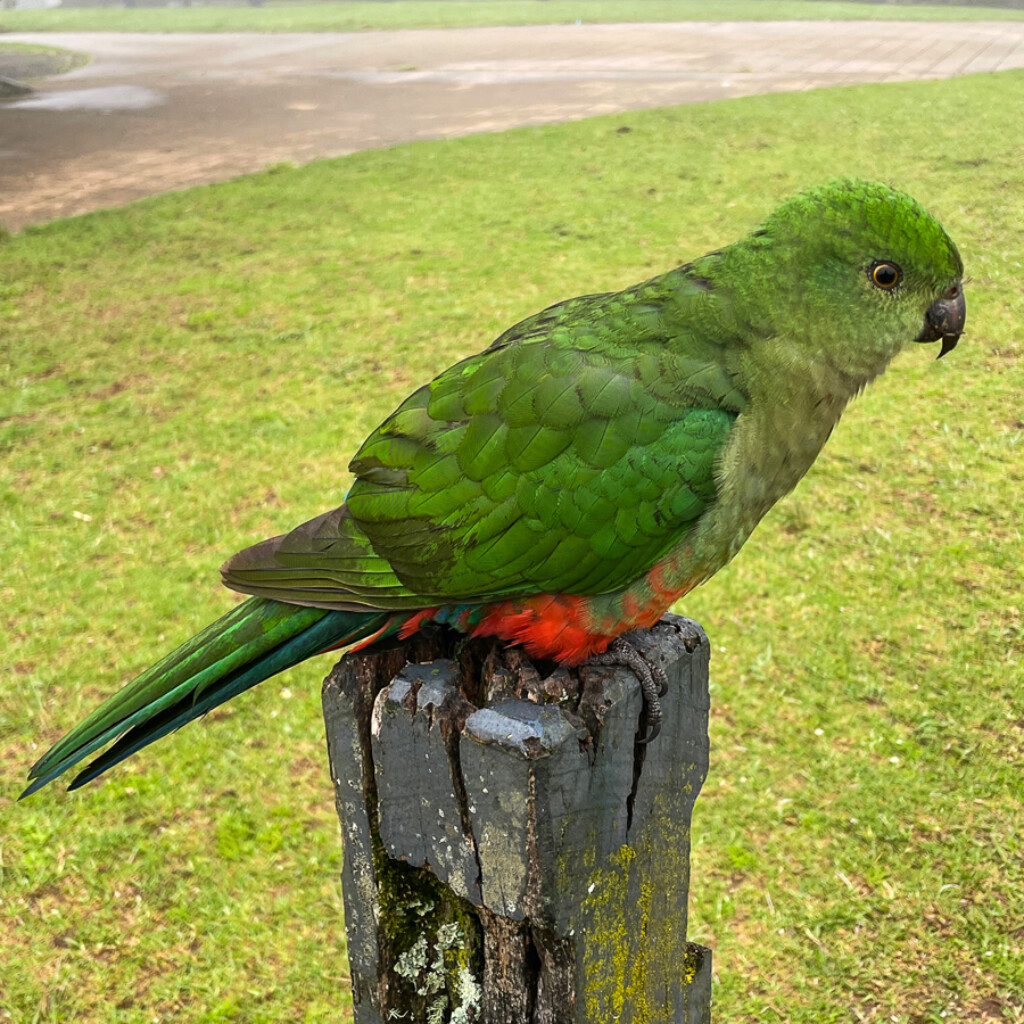Australian King Parrot