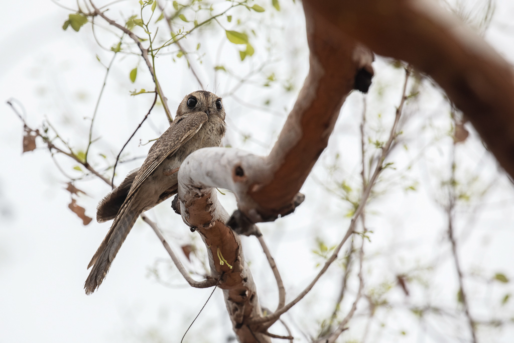 Australian Owlet-nightjar