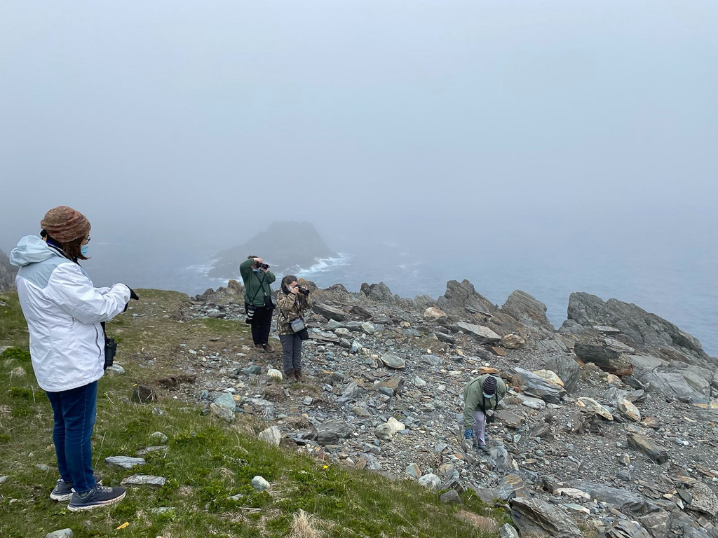 Birding the Avalon Peninsula