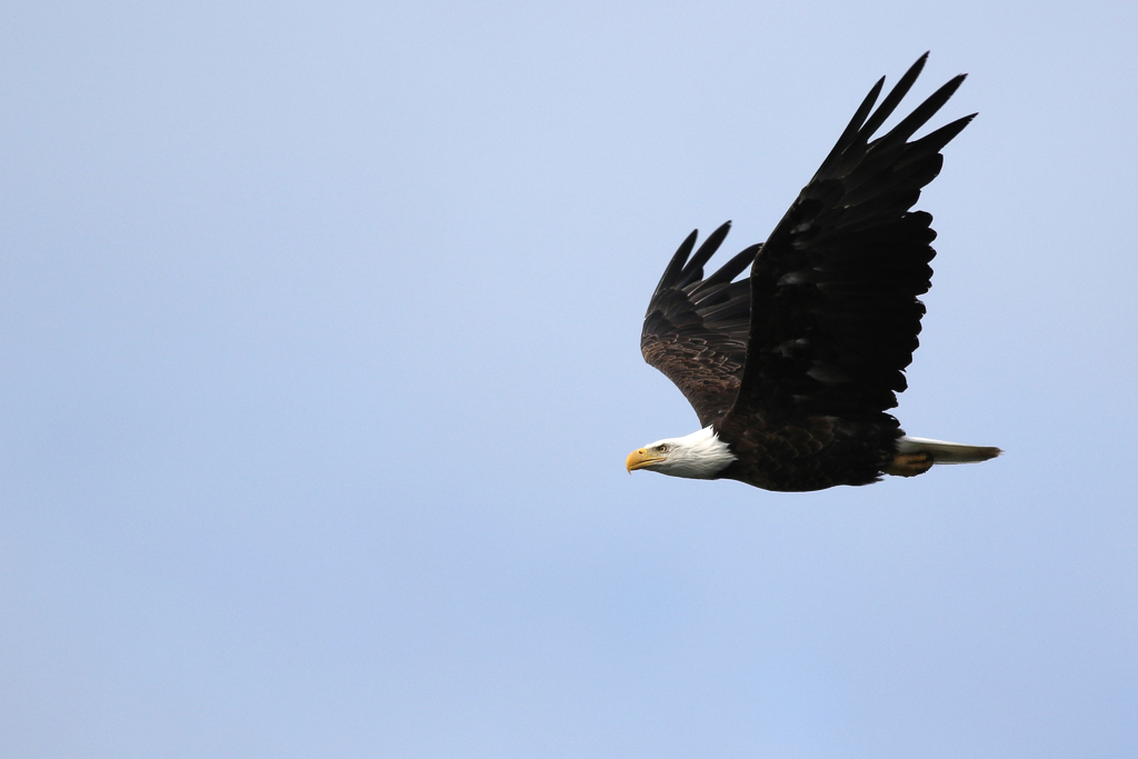 Bald Eagle in flight