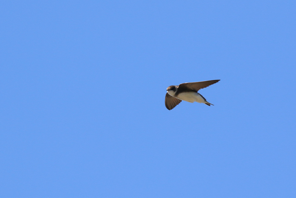 Bank Swallow