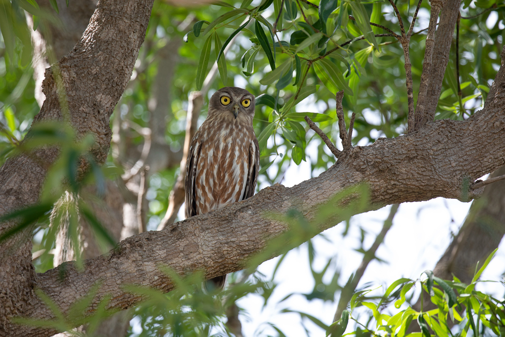 Barking Owl