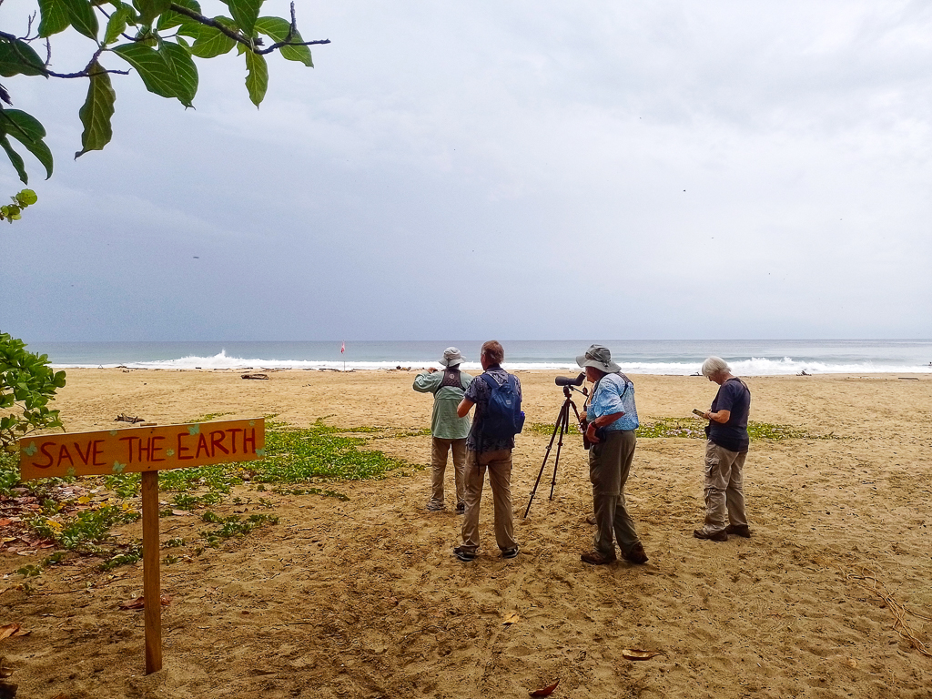Birding on the beach in Costa Rica