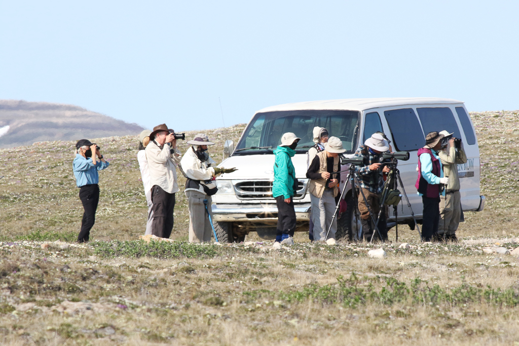 Birding on the Tundra, Victoria Island