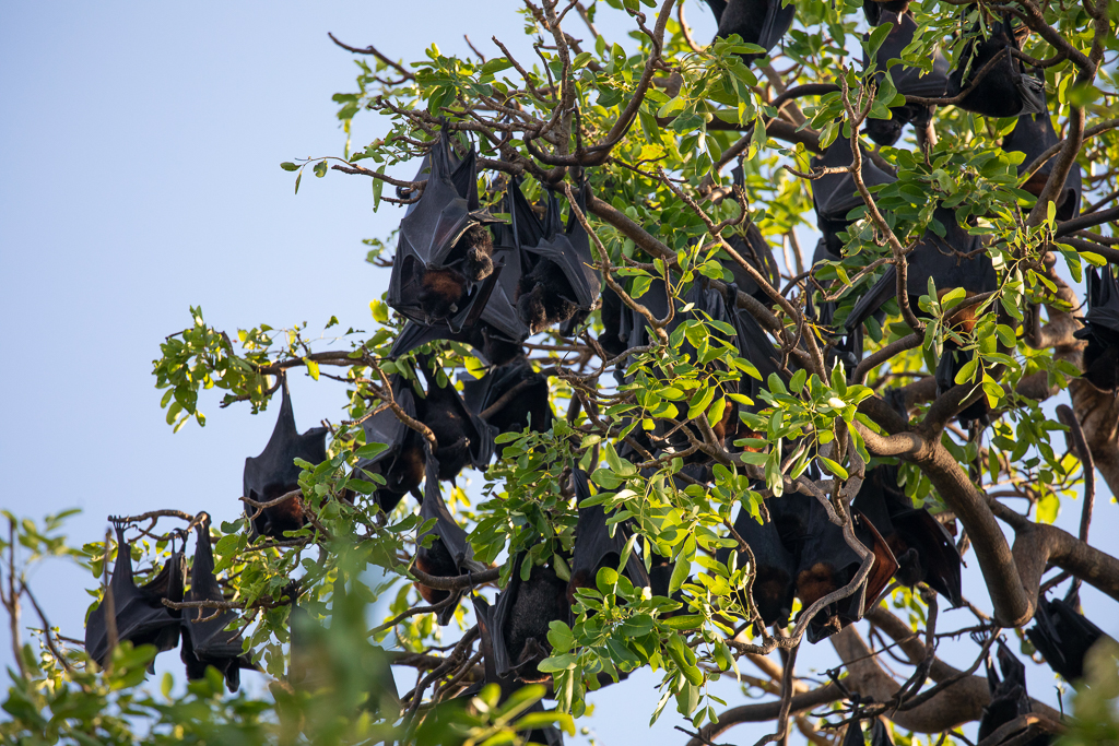 Black Flying Foxes