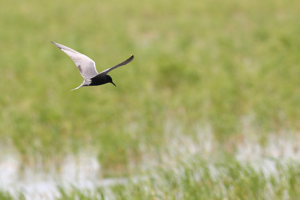 Black Tern