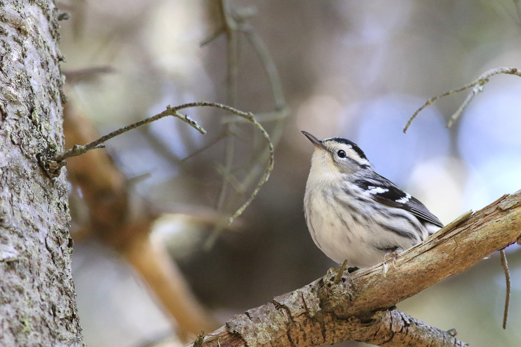 Black-and-white Warbler