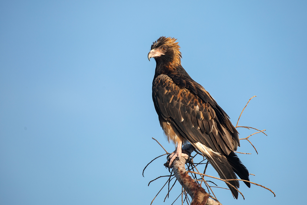 Black-breasted Kite