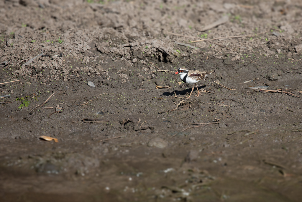 Black-fronted Dotterel