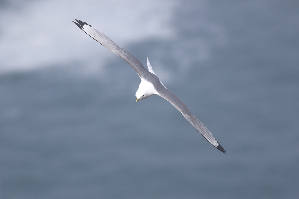 Black-legged Kittiwake