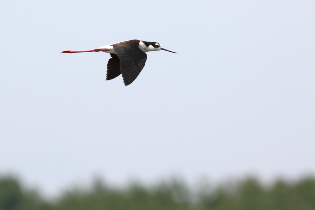 Black-necked Stilt
