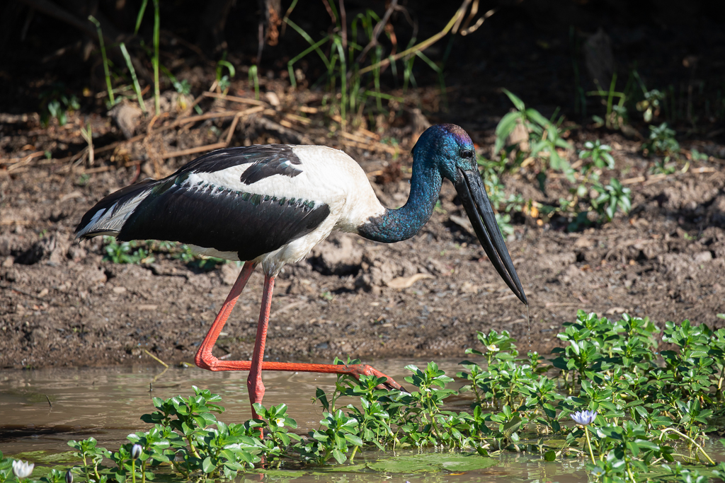 Black-necked Stork