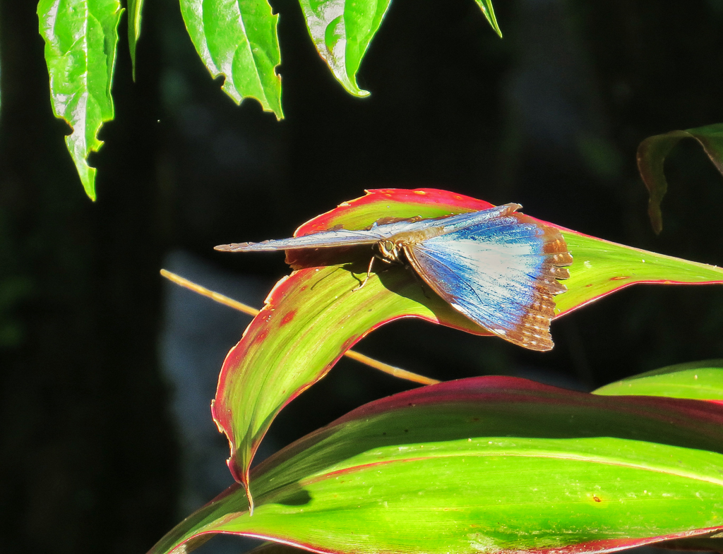 Blue Morpho