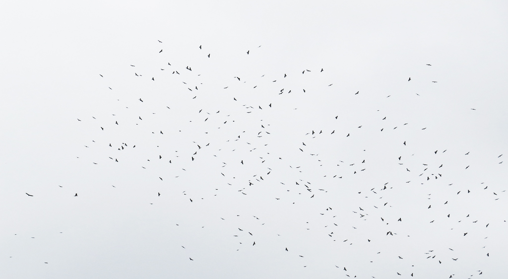 Broad-winged Hawk migration