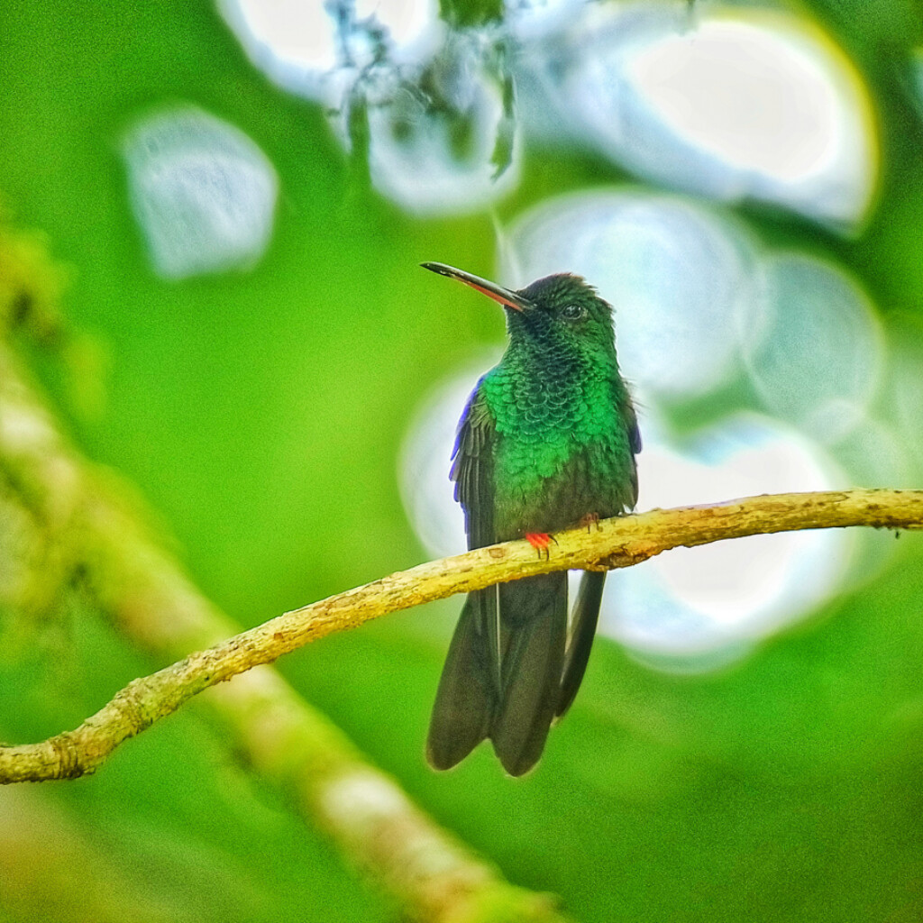 Bronze-tailed Plumeleteer