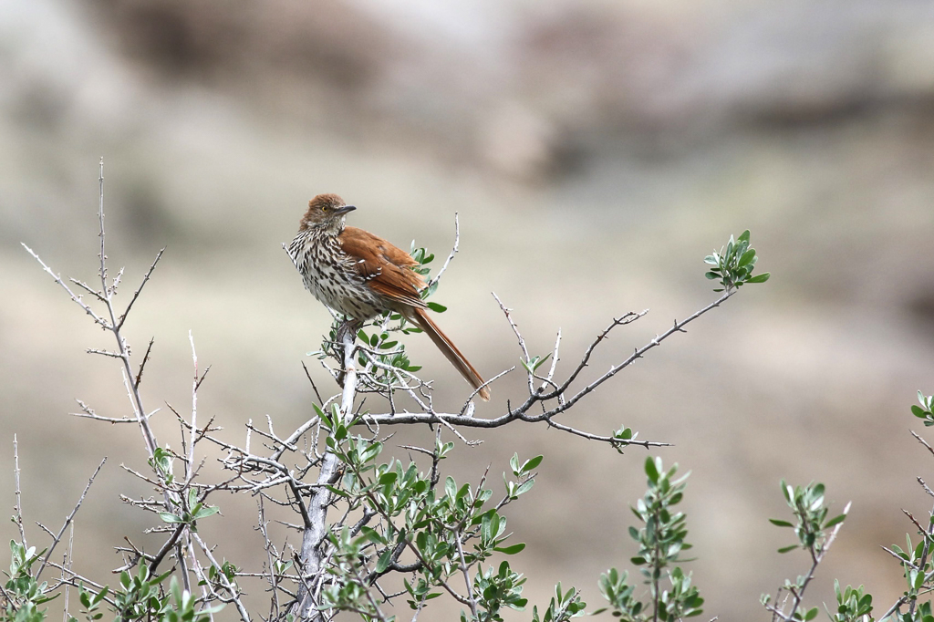 Brown Thrasher