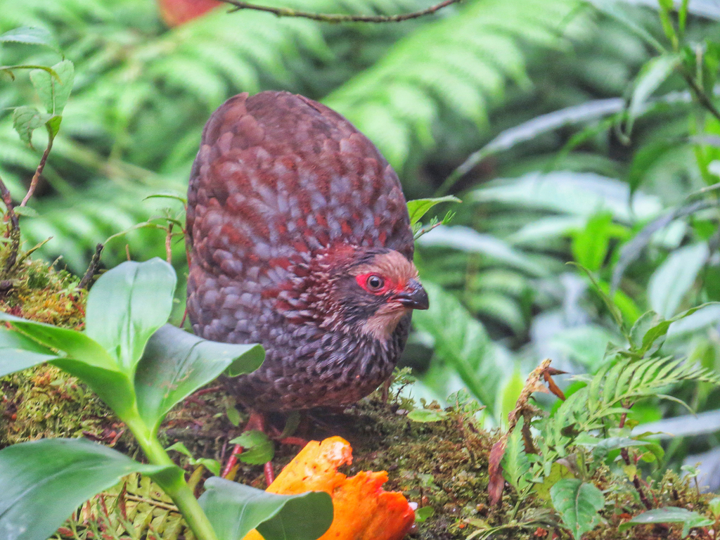 Buffy-crowned Wood Partridge