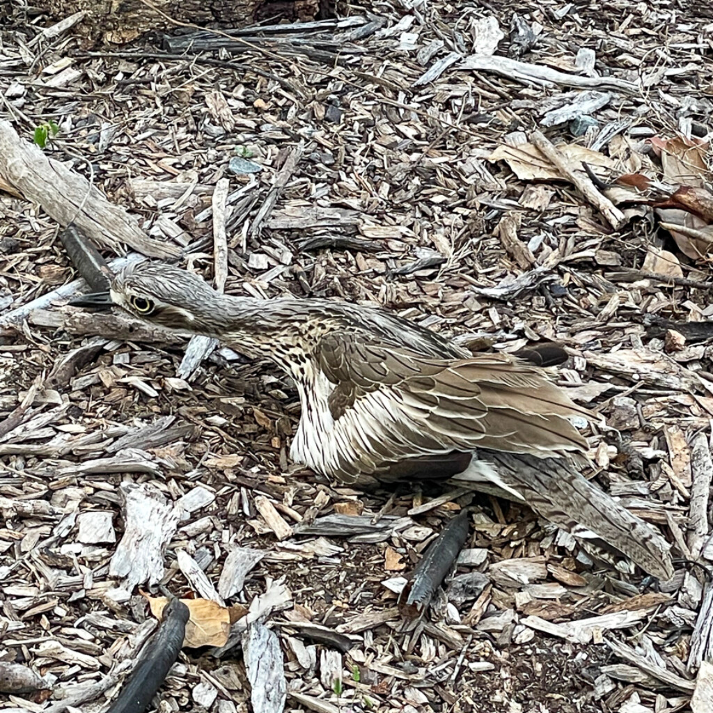 Bush Stone-Curlew on nest