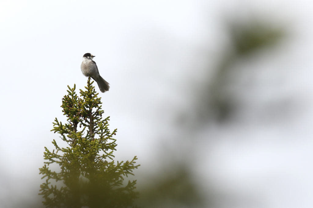 Canada Jay