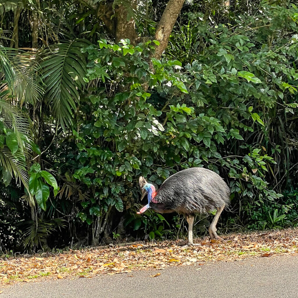 Cassowary scouring for food