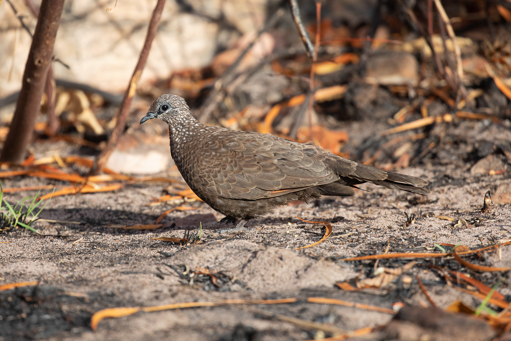 Chestnut-quilled Rock-pigeon