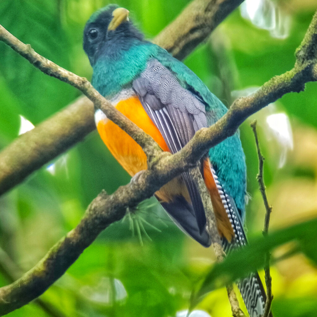 Collared Trogon