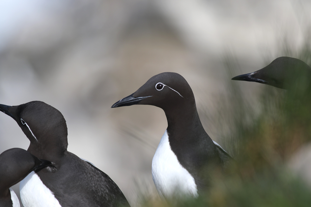 Common Murres