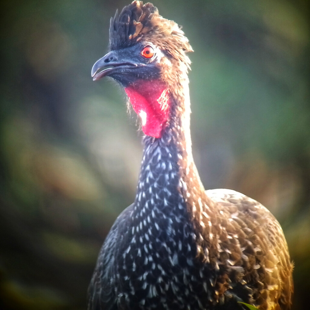 Crested Guan