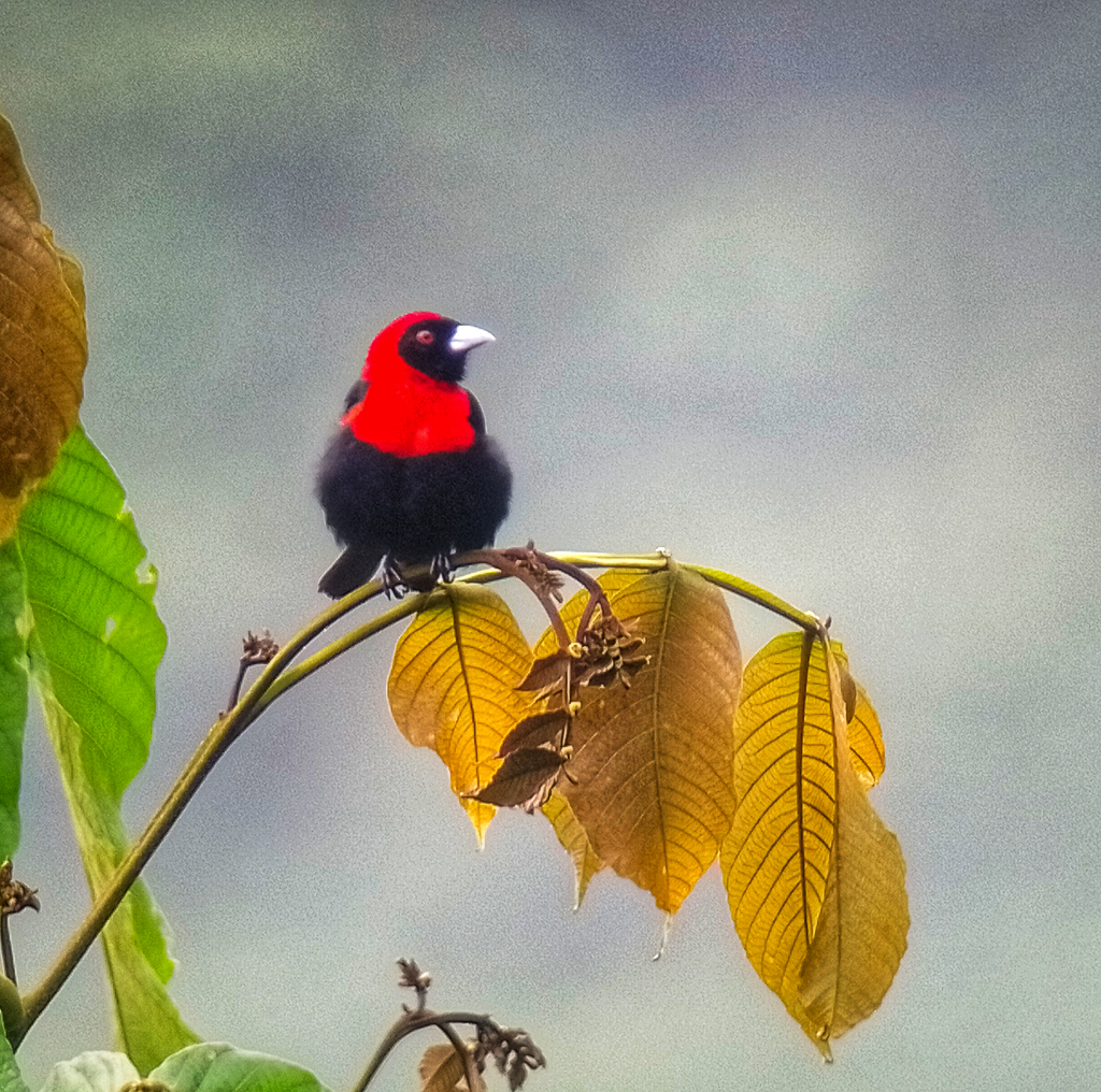Crimson-collared Tanager