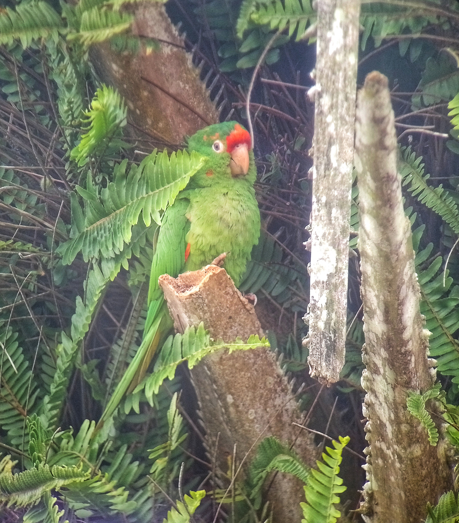 Crimson-fronted Parakeets