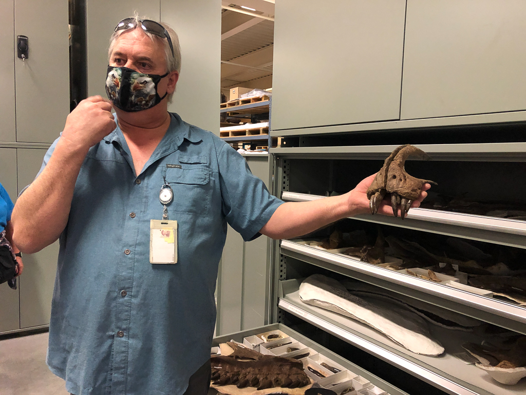 Daspletosaurus mouth